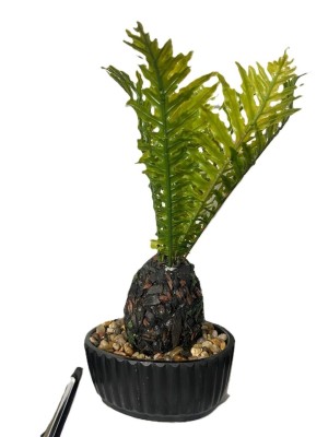 Planta Artificial Samambaia 23cm – Decoração Compacta e Realista p/ Ambientes